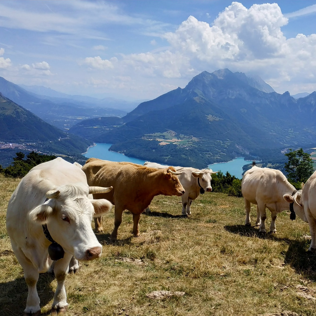 Photo de l'entreprise : GAEC Le Bovin Alpin - Ferme Jean de Florette