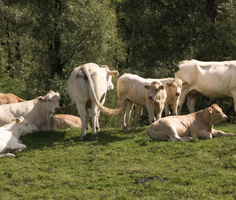 Photo de l'entreprise : Coopérative de Producteurs de Bovins 04/05
